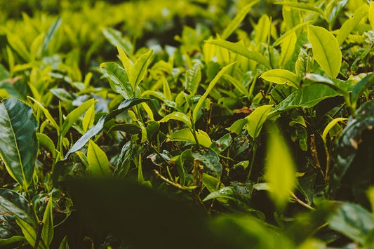 Green Tea Shot Recipe