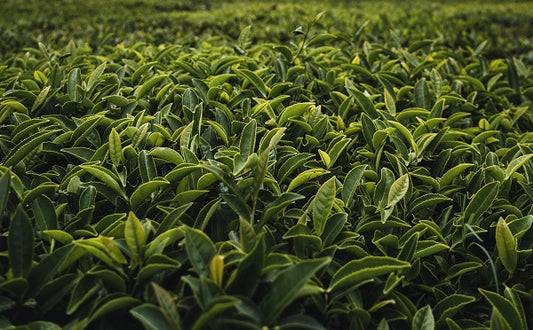 How To Read Tea Leaves