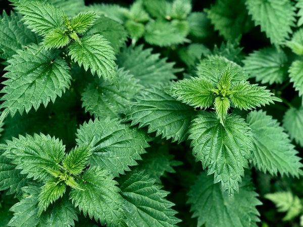 The Benefits & Side Effects Of Nettle Tea