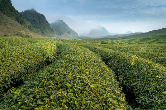 Ashwagandha tea: best recipe, health benefits and everything you need to know!