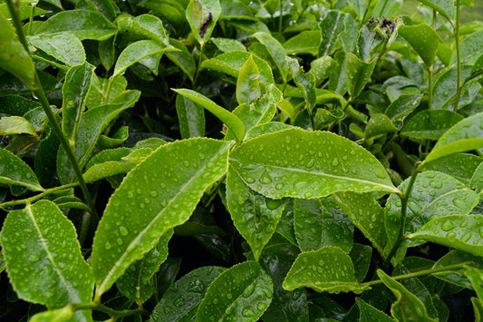 Want to Know More About the Best Decaf Green Tea? Read on….