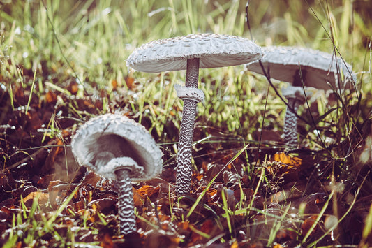 How To Make Mushroom Tea: A Perfect Guide