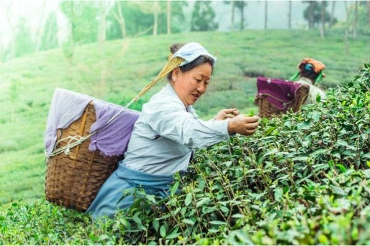 tea gardens in Assam