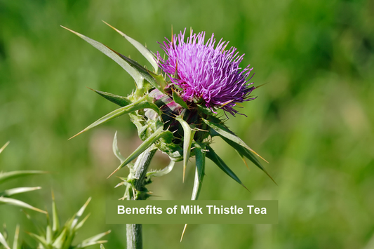 Benefits of Milk Thistle Tea