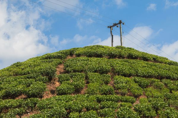 The Environmental Impact of Tea Production: All You Need To Know – T-Swing