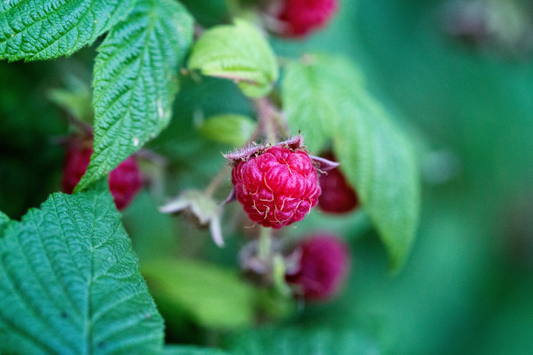Raspberry Leaf Tea: Benefits, Recipe, and More