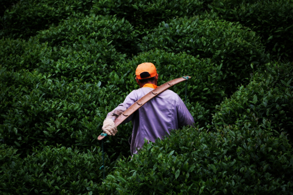 Who Invented Tea? The Origins of Tea