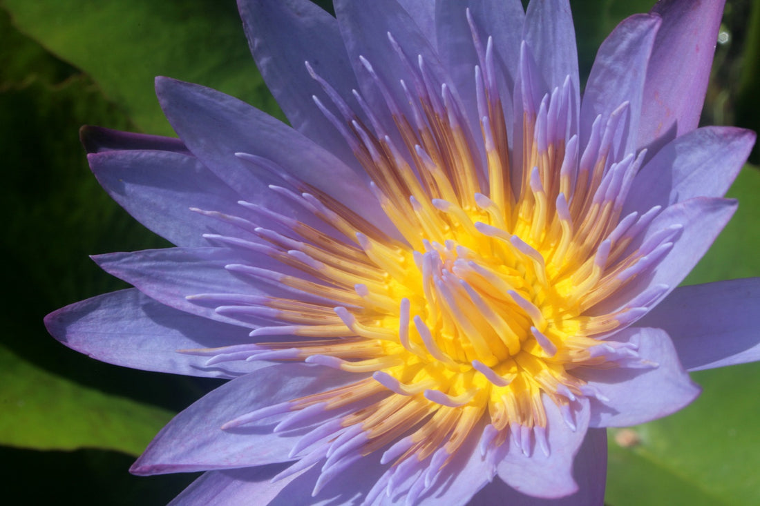 egyptian blue lotus flower