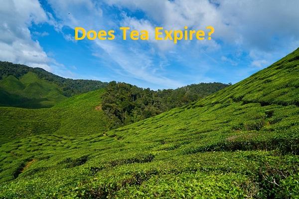 Does Tea Expire? How Long Does Your Tea Live? - TeaSwan
