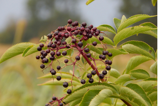 Is Elderberry Tea Good For You?: Elderberry Tea Benefits