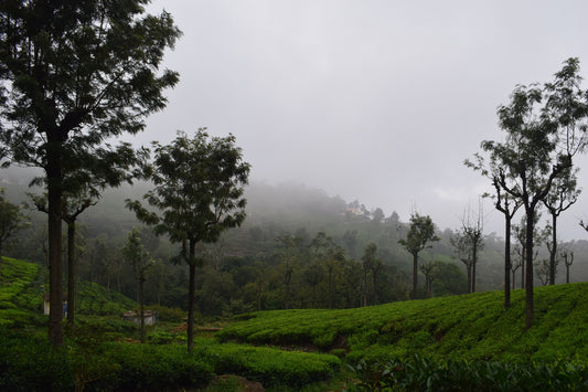 The Blue Mountain Tea: Nilgiri Tea, Health Benefits and Exciting Recipes