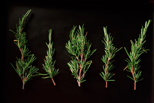What is rosemary tea good for? Let’s find out!