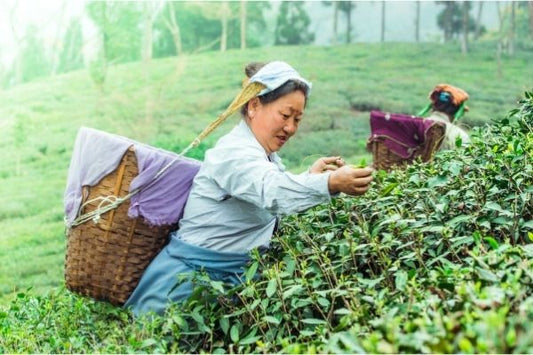 tea gardens in Assam