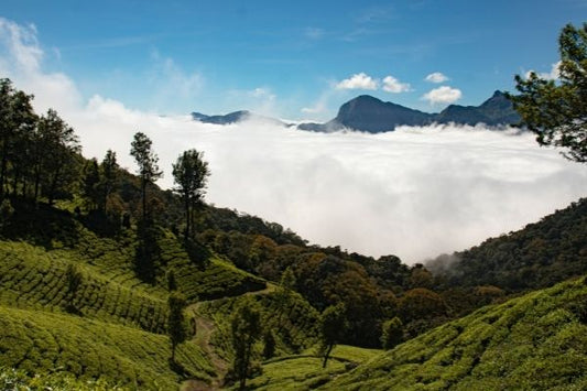 Top Tea Producing States In India